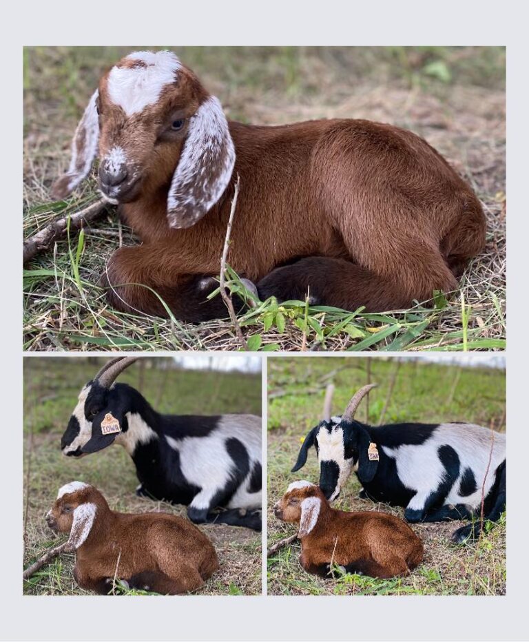 renting goats near me