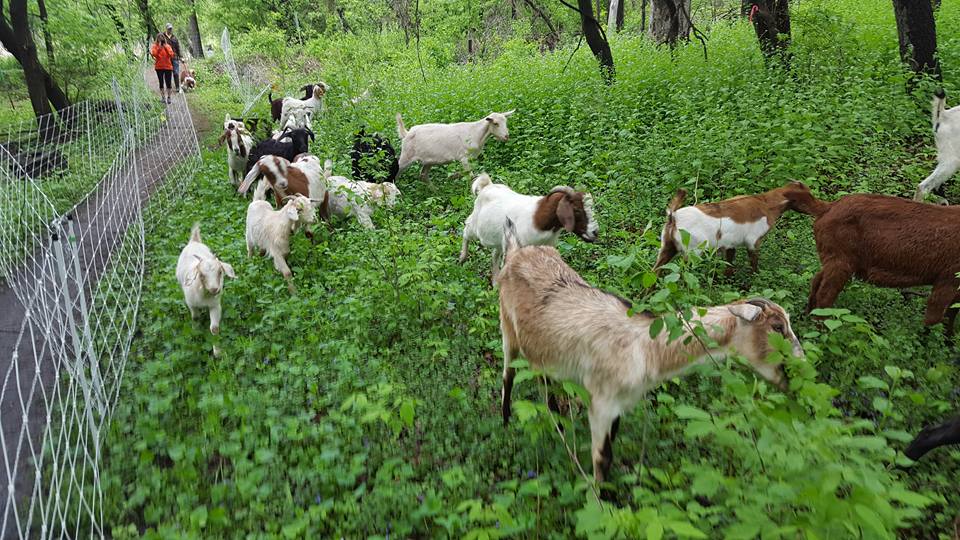 goat eating poison ivy, invasive species