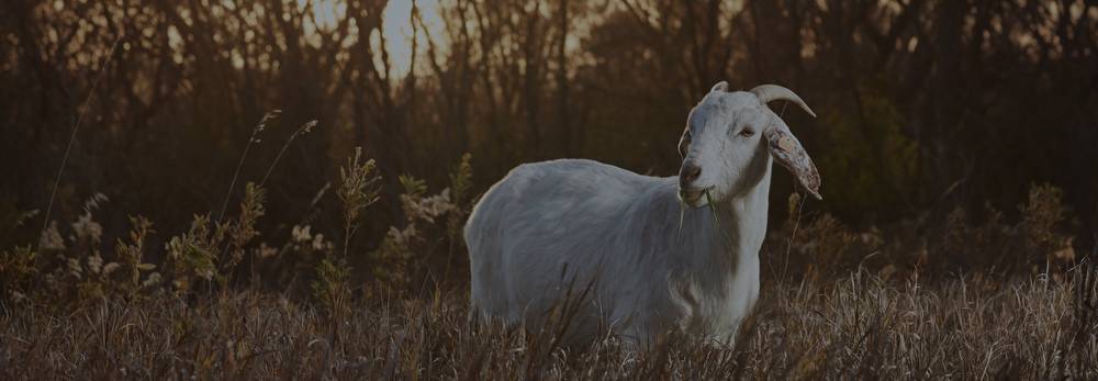 Why goats for land clearing